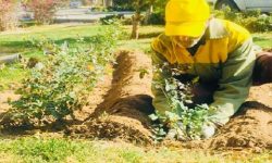 کاشت ۱۵ هزار اصله درخت بومی و جنگلی در شهر ساری