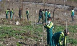 کاشت گونه های مختلف درختان در مبادی ورودی ساری آغاز شد