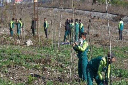 کاشت گونه های مختلف درختان در مبادی ورودی ساری آغاز شد