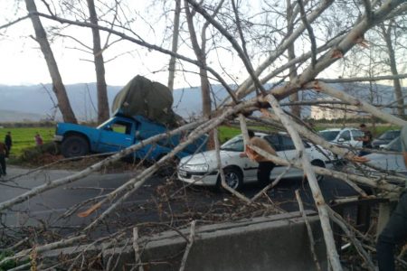 حادثه سقوط درخت در گرگان مصدوم نداشت