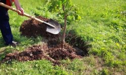 کاشت درخت و درختچه در معابر و بوستان های منطقه ۳ تهران