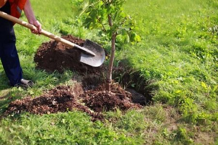 کاشت درخت و درختچه در معابر و بوستان های منطقه ۳ تهران