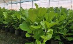 روستای عاری از بیکاری در مازندران را بشناسید+ فیلم