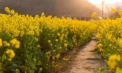 آغاز خرید کلزای کشاورزان مازنی+ فیلم