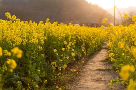 آغاز خرید کلزای کشاورزان مازنی+ فیلم
