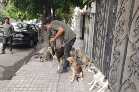 ساماندهی سگ‌های بلاصاحب در ساری