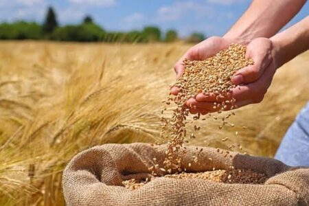 دسترنج گندم‌کاران مازندران روی ریل حمایت